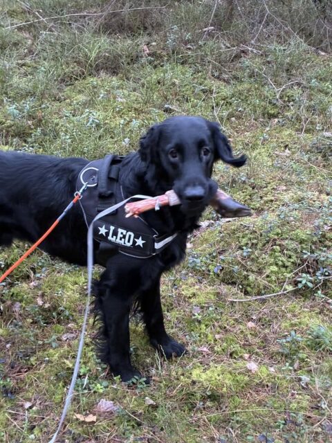 Atlas första viltspår! ❤️